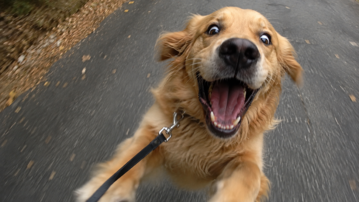 Does Your Dog Need to Get Excited Before Every Walk?