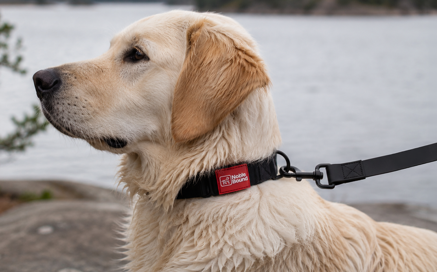 How to Choose the Right Dog Collar: A Practical Guide