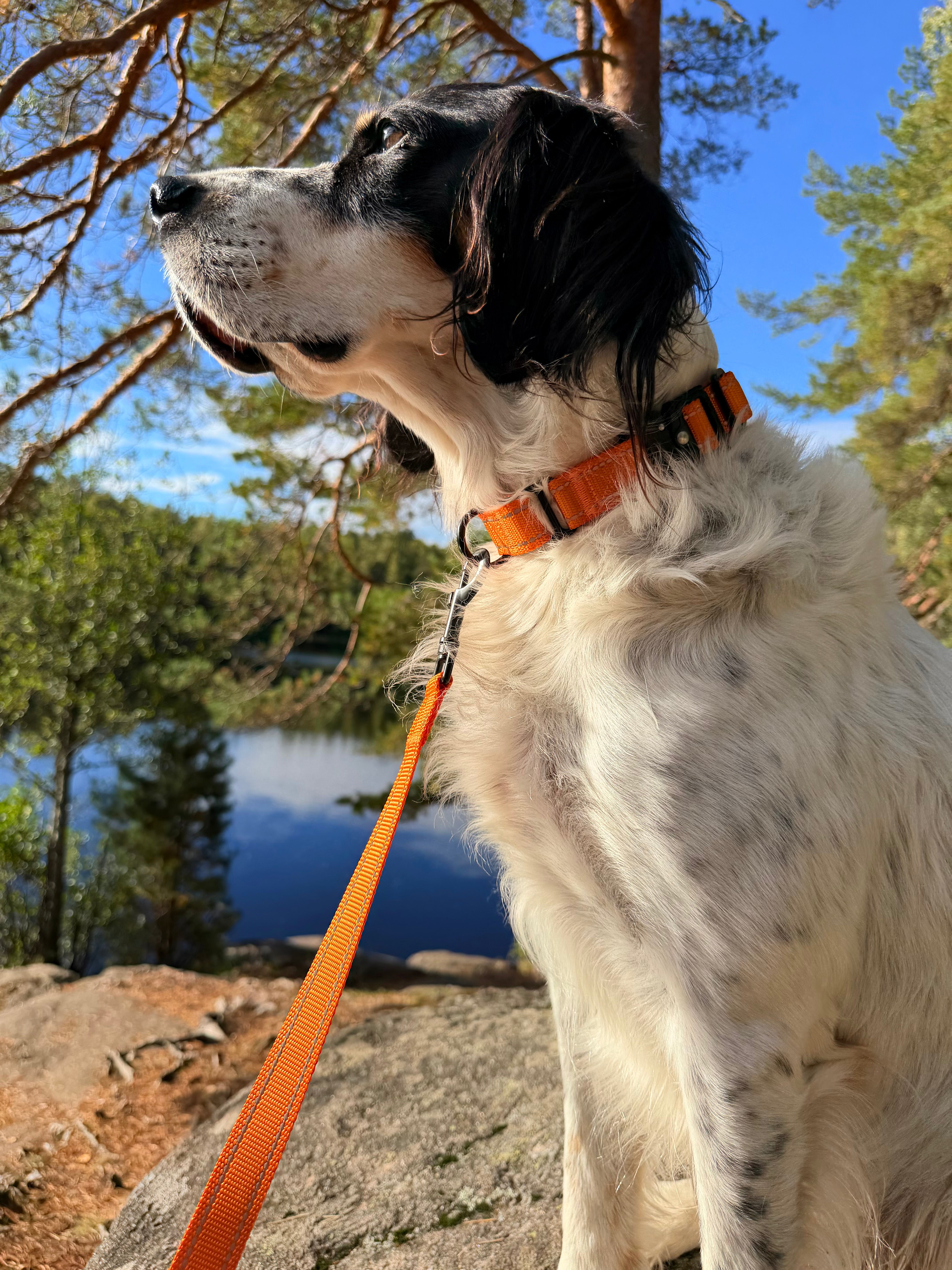 Precision Lead Collar - Hunt