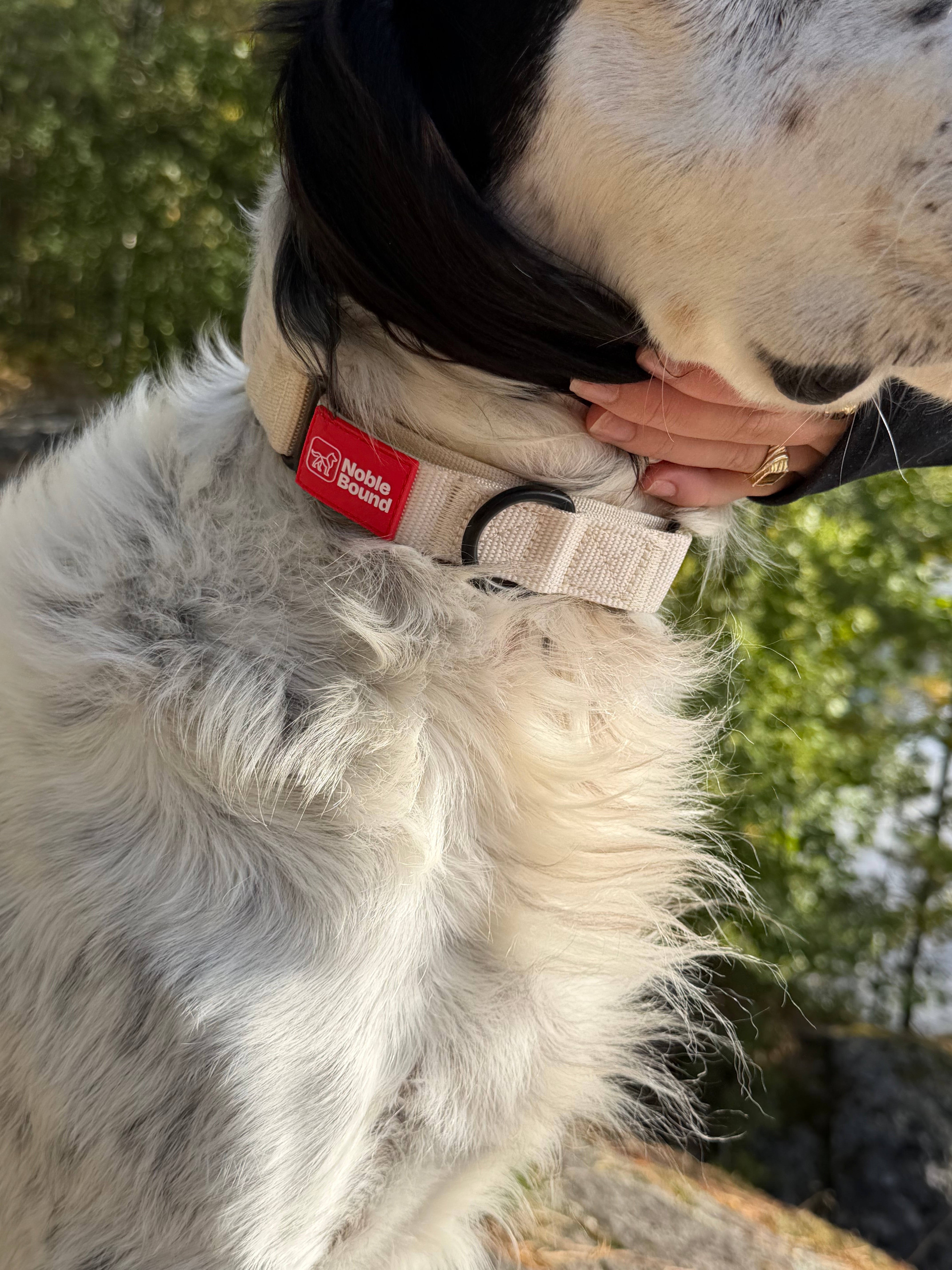 Precision Lead Collar - Beige