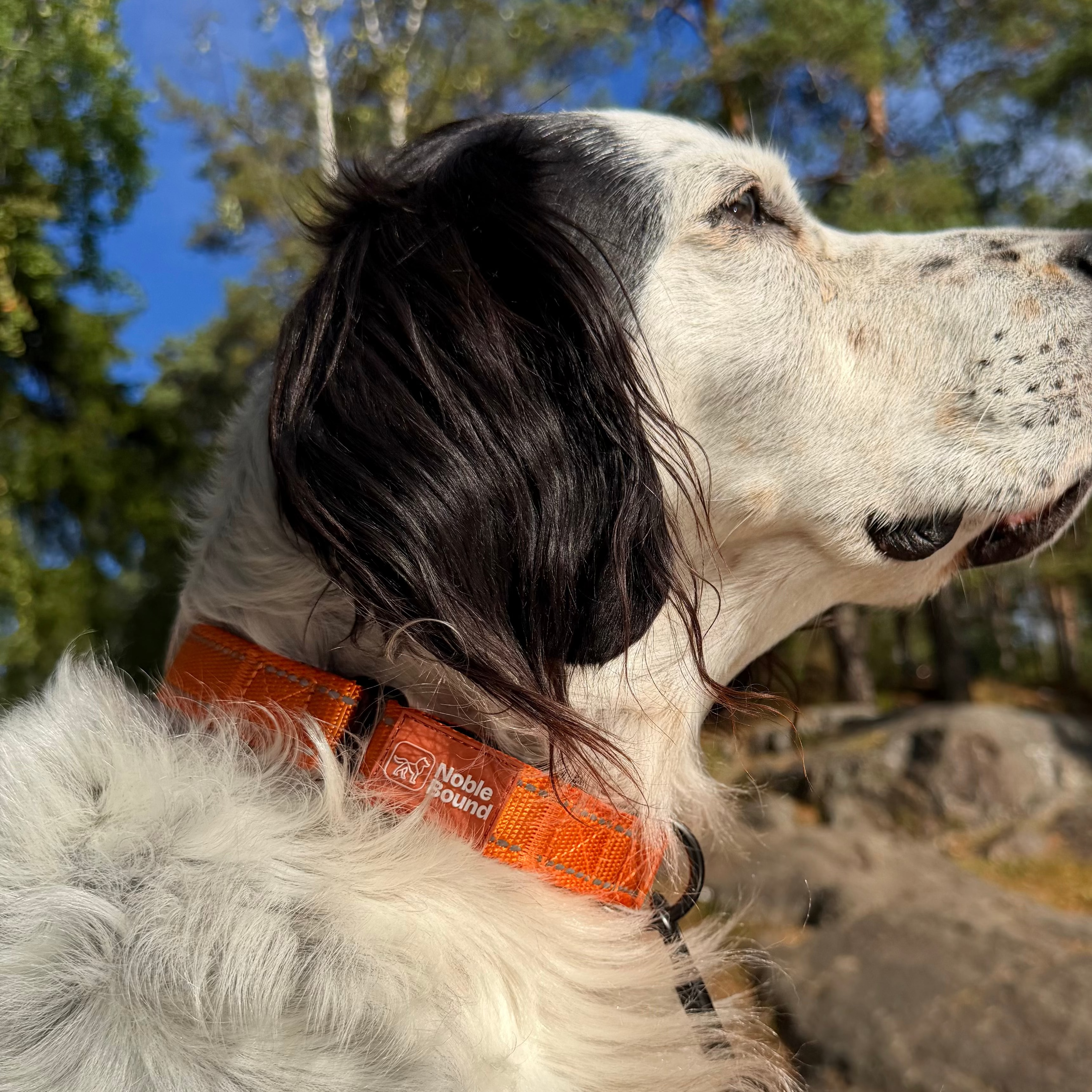 A close-up side profile of a white and black dog outdoors wearing a bright orange collar with white text that reads 'Noble Bound´. The background shows trees, blue sky, and rocks.