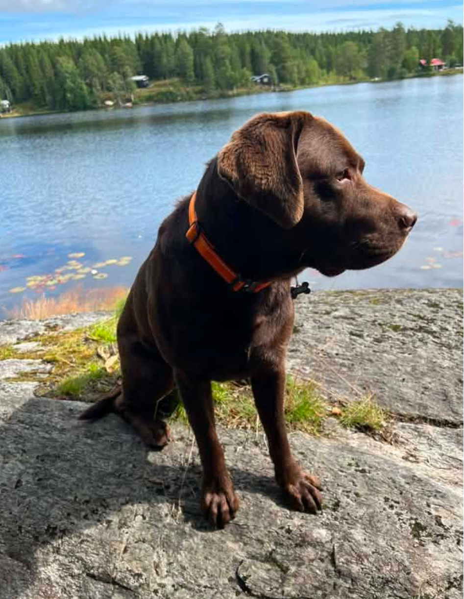 A chocolate Labrador retriever sitting on a rocky lakeshore, wearing an orange collar and looking off-camera toward a forested shoreline across the water.